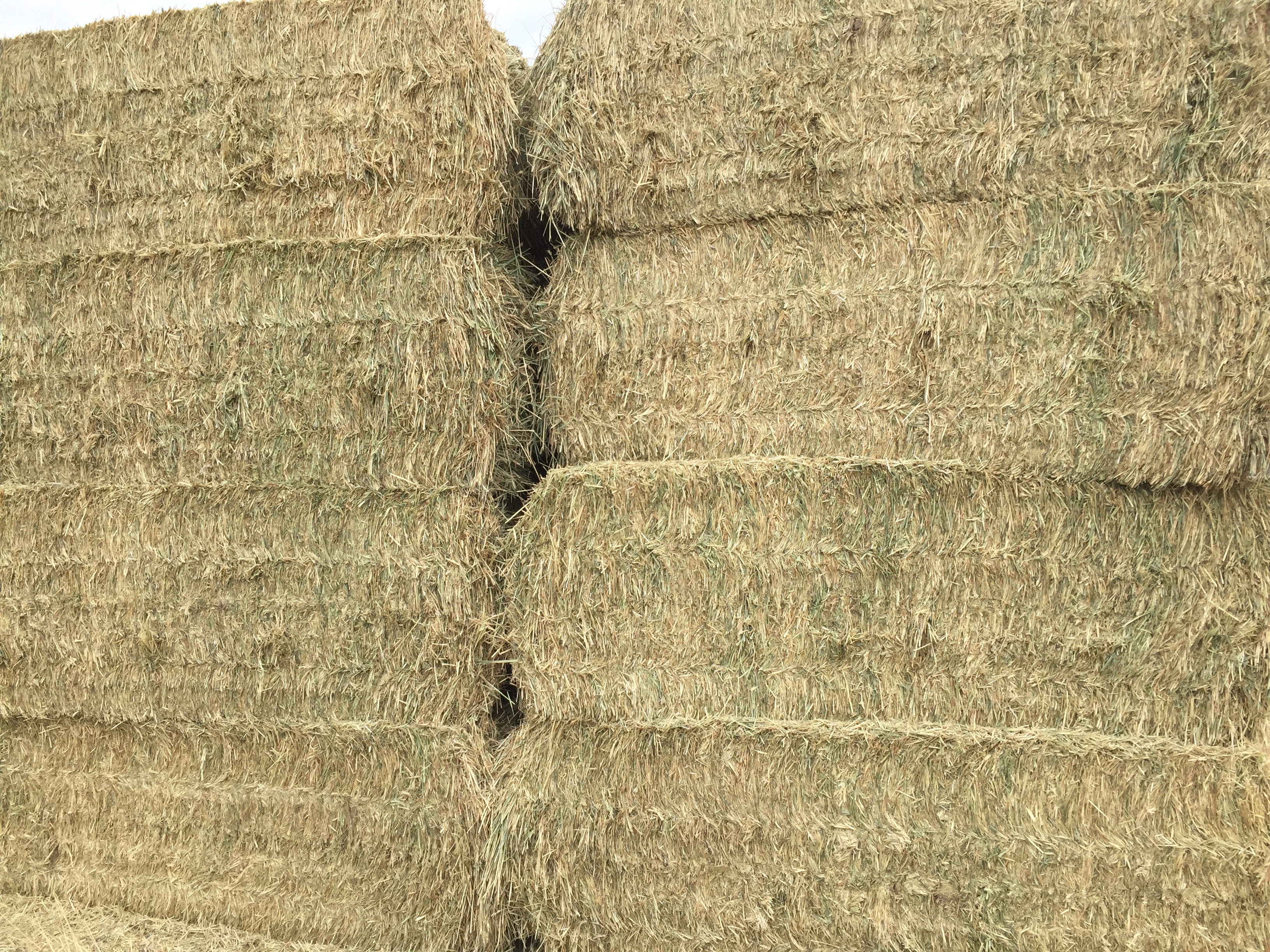90mt Oaten Hay 8x4x3 Bales Hay & Fodder Oaten Hay For Sale